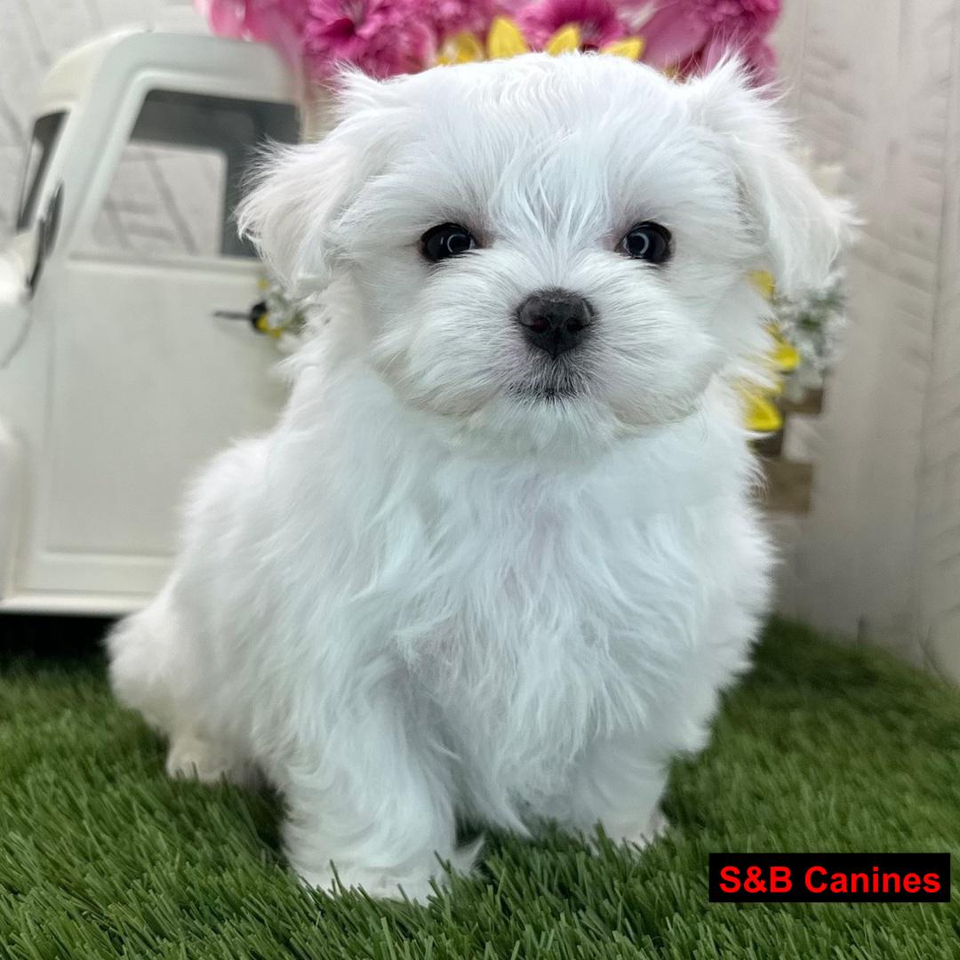 Puppy for Sale